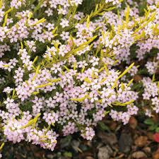Aureum Golden Diosma 180ml