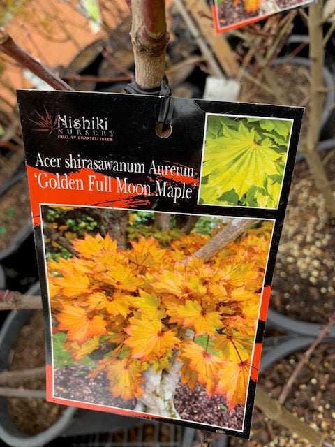 Acer Shirasawanum Aureum Golden Full Moon 30lt