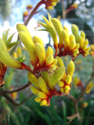 Anigozanthos Gold Velvet 140mm