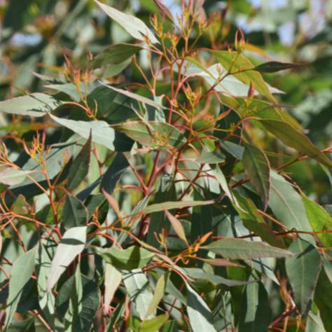 Eucalyptus Gomphocephala 18lt