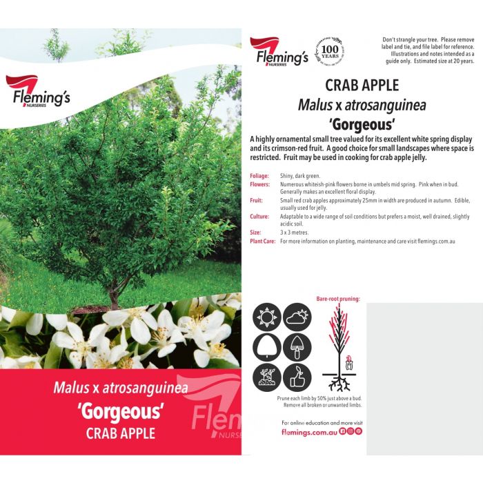 Malus Gorgeous 30lt