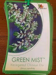 Green Mist 50lt