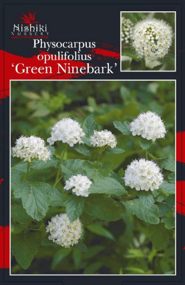 Physocarpus Opulifolius Green Ninebark
