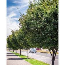 Zelkova Green Vase 50lt