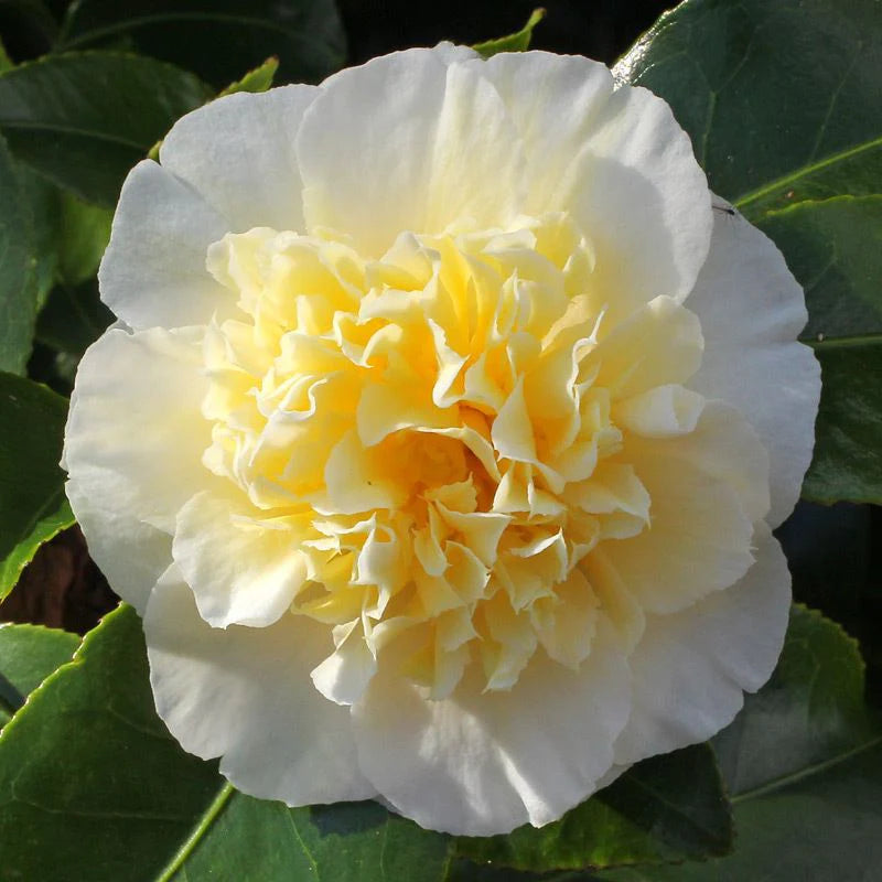 Gwenneth Morey 18lt