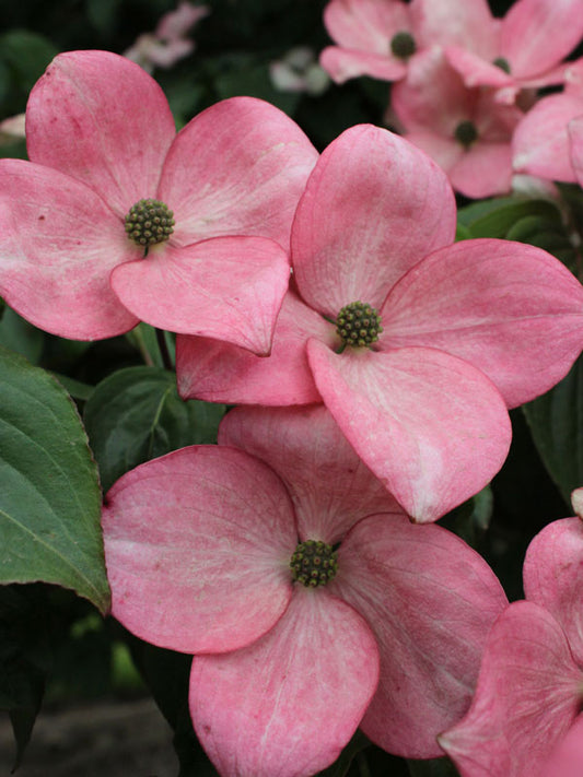 Cornus Heart Throb 30lt