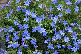 Lithodora Heavenly Blue 140mm