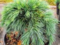 Cedrus Libani Hedgehog