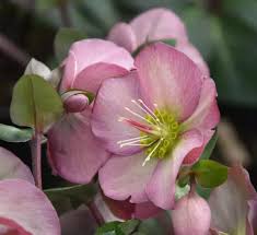 Helleborus Pennys Pink 175mm