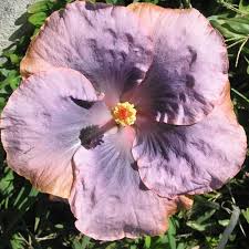 Hey True Blue Hibiscus 8lt
