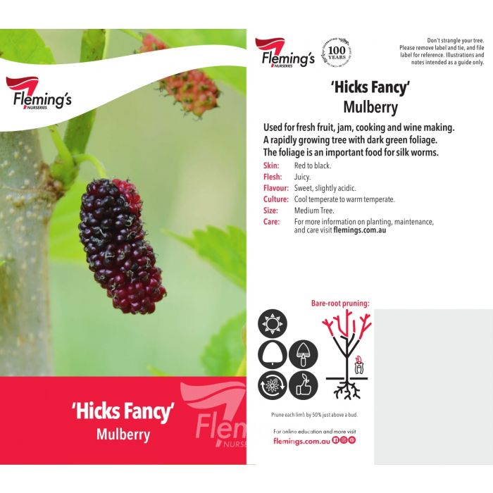 Mulberry Hicks Fancy