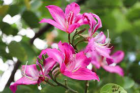 Blakeana Hong Kong Orchid Tree