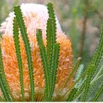 Banksia Hookeriana 180mm