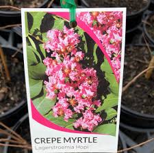 Lagerstroemia Hopi 18lt
