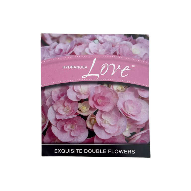 Hydrangea Love 8lt
