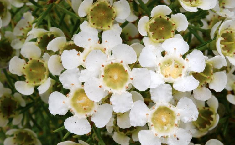 Chamelaucium Ice Queen 5lt