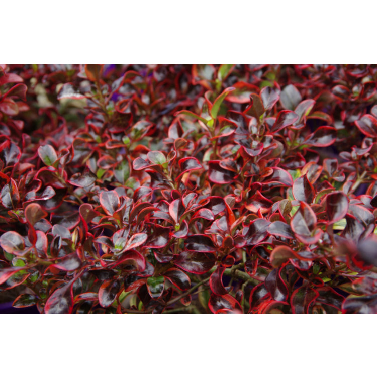 Coprosma Ignite 14cm