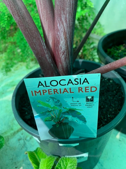Alocasia Imperial Red 140mm