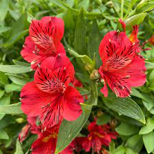 Alstroemeria Inca Fire