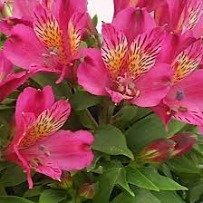 Alstromeria Inca Candy