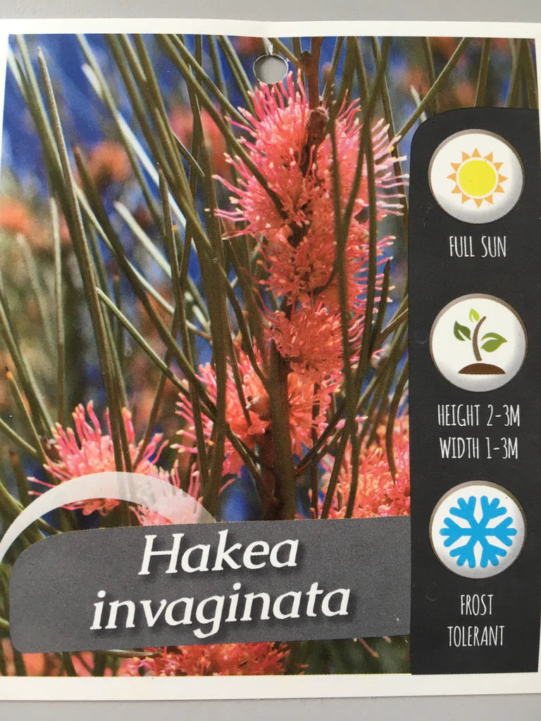 Hakea Invaginata 140mm