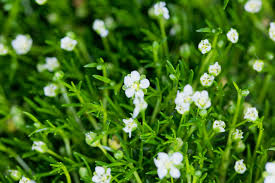Sagina Subulata Irish Moss 75mm