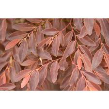 Breynia Ironstone 140ml