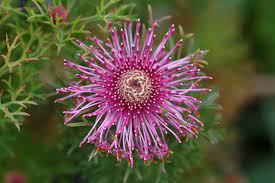 Isopogon Formosa 130mm