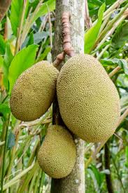 Jack Fruit 14lt