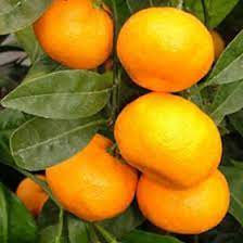Japanese Seedless Dwarf