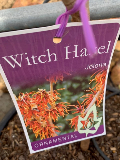 Hamamelis Jelena 18lt