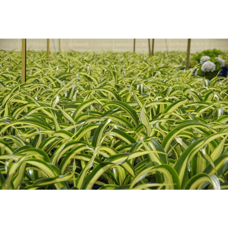 Furcraea Foetida Jet Stream 5lt
