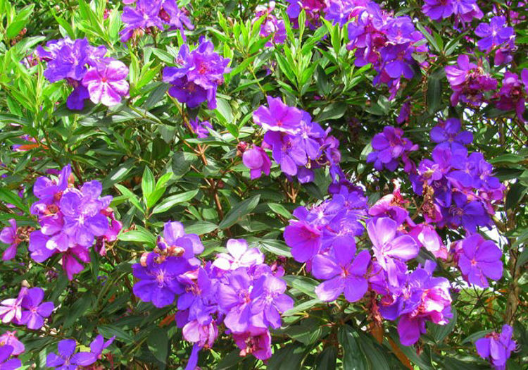 Tibouchina Jules 17cm