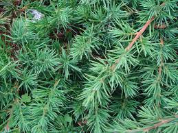 Juniperus Conferta Shore Juniper 140mm