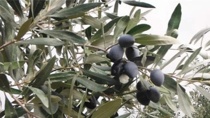 Jumbo Kalamatta Olive 30lt