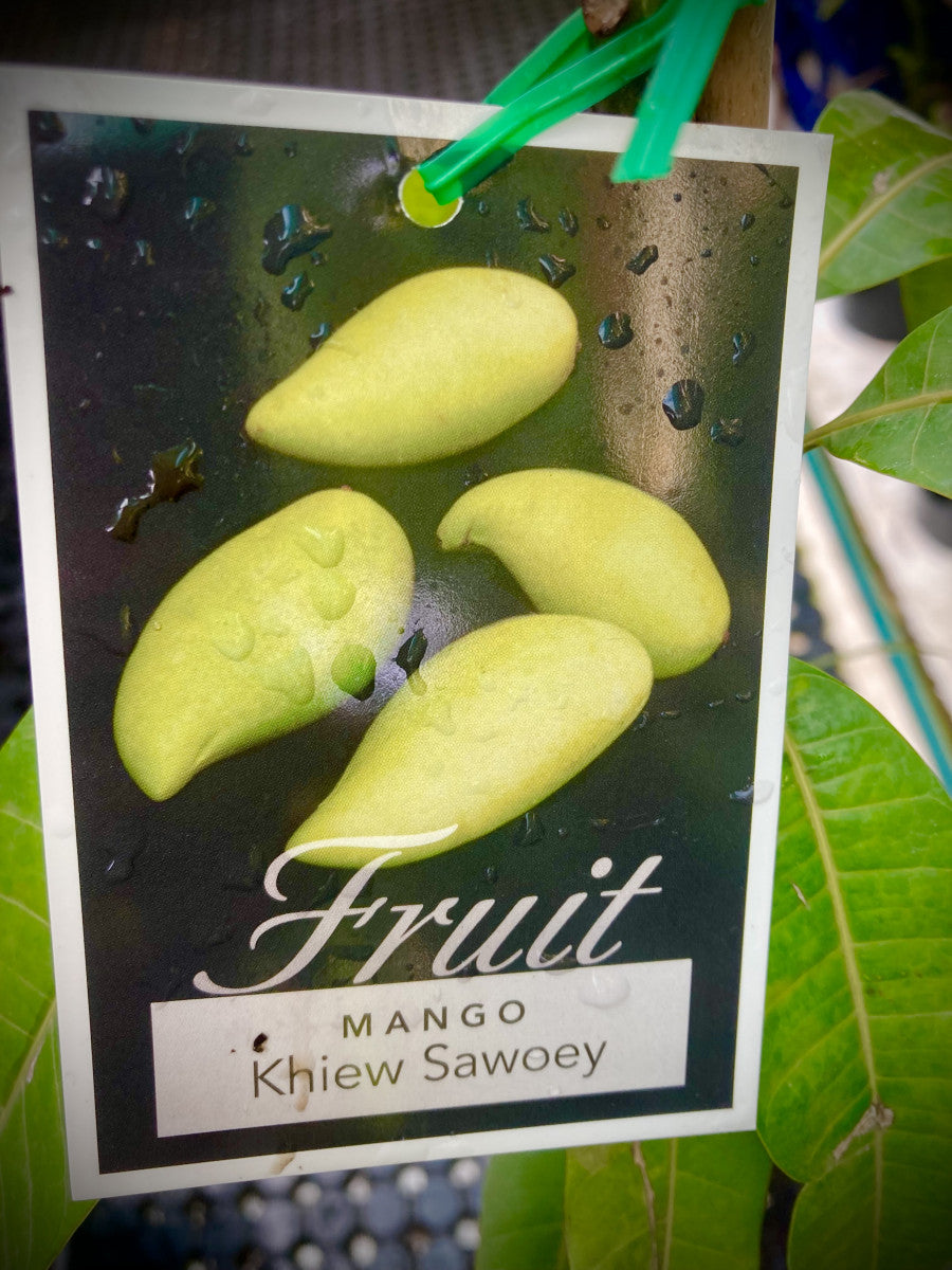 Mango Khiew Sawoey 18lt
