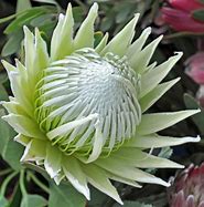 Protea King White 175mm