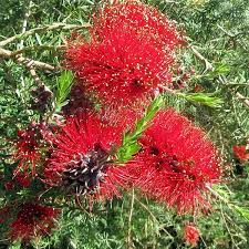 Kunzea Baxteri 14cm