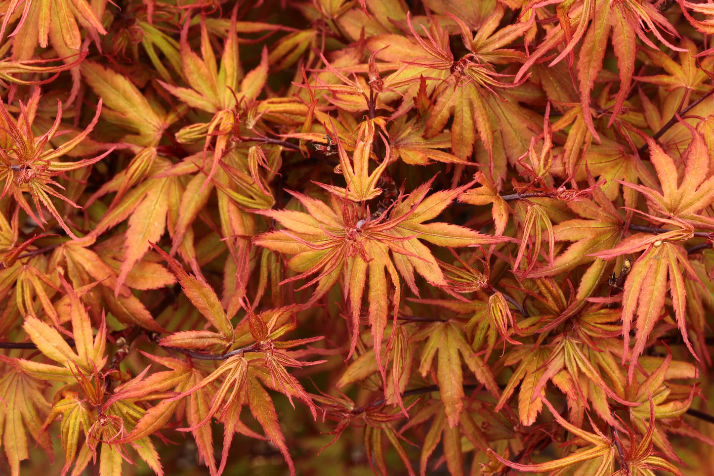 Acer Palmatum Kuro Hime 200mm