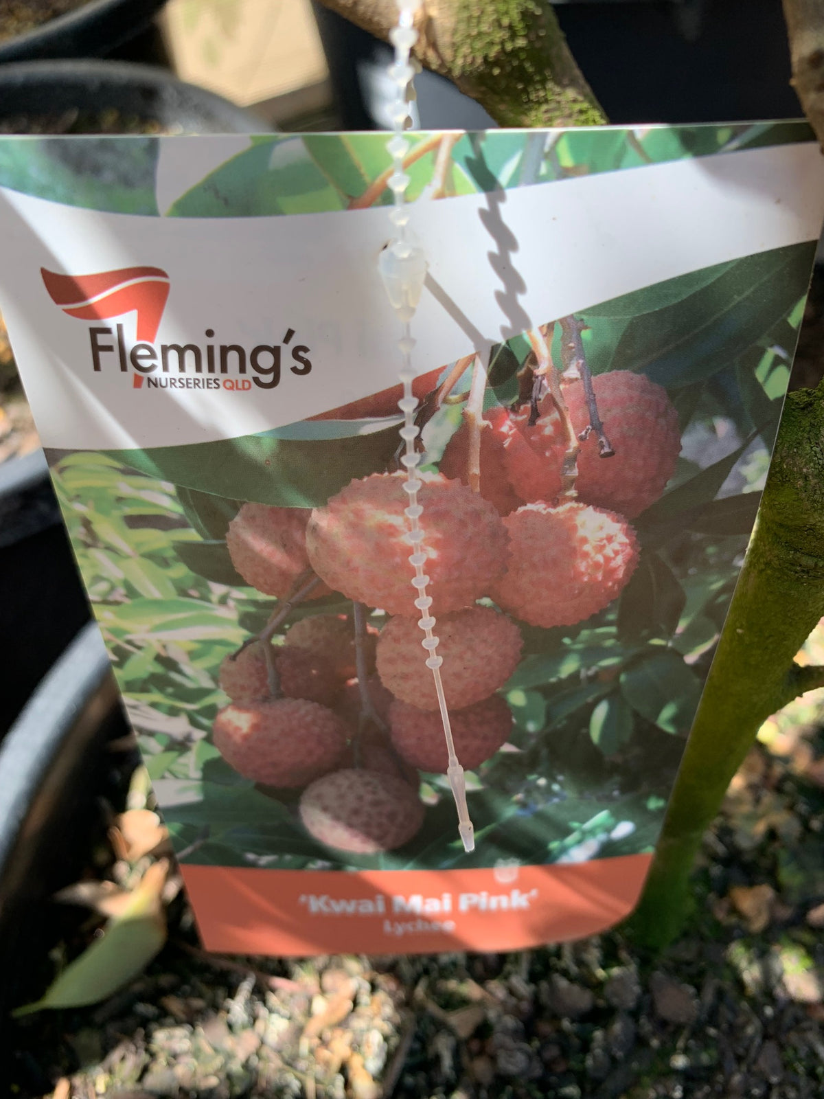 Lychee Kwai Mai Pink 6lt
