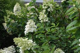 Hydrangea Paniculata Kyushu 14cm