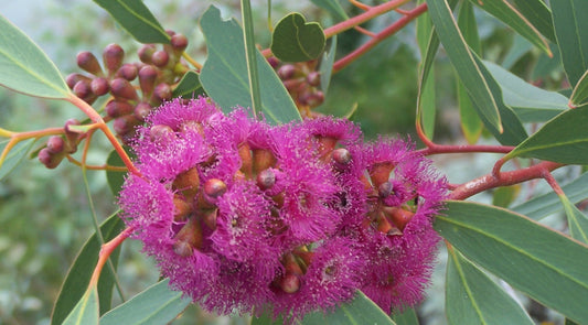 Eucalyptus Lansdowneana 140mm