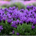 Lavandula The Prince 14cm