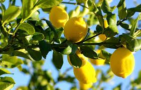 Lemonicious 175mm