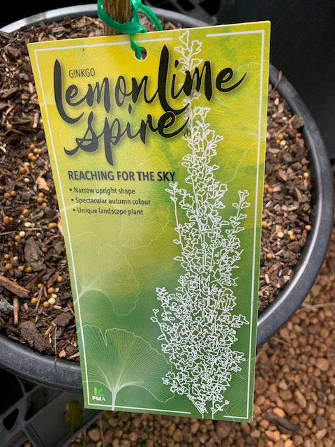 Ginkgo Biloba Lemonlime Spire 30lt