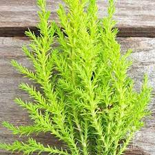 Cupressus Lemon Scent 5lt