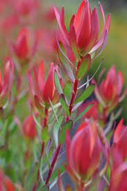 Leucadendron Amy 8lt