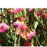 Eucalyptus Leucoxylon Rosea 5lt