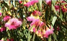 Eucalyptus Leucoxylon Rosea 50lt