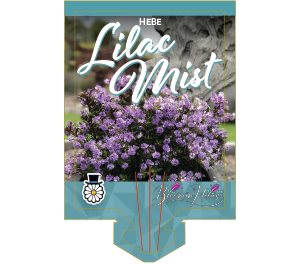 Hebe Lilac Mist